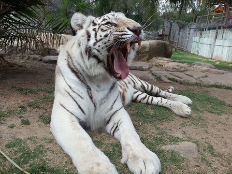 Taji, White Bengal Tiger