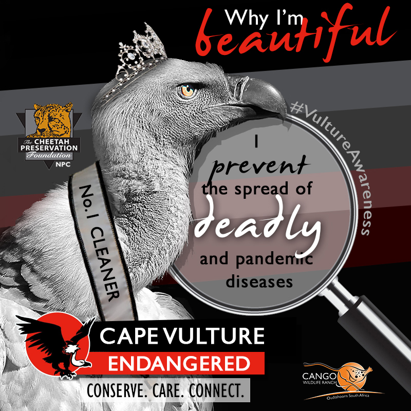 International Vulture Day 2 September 2018