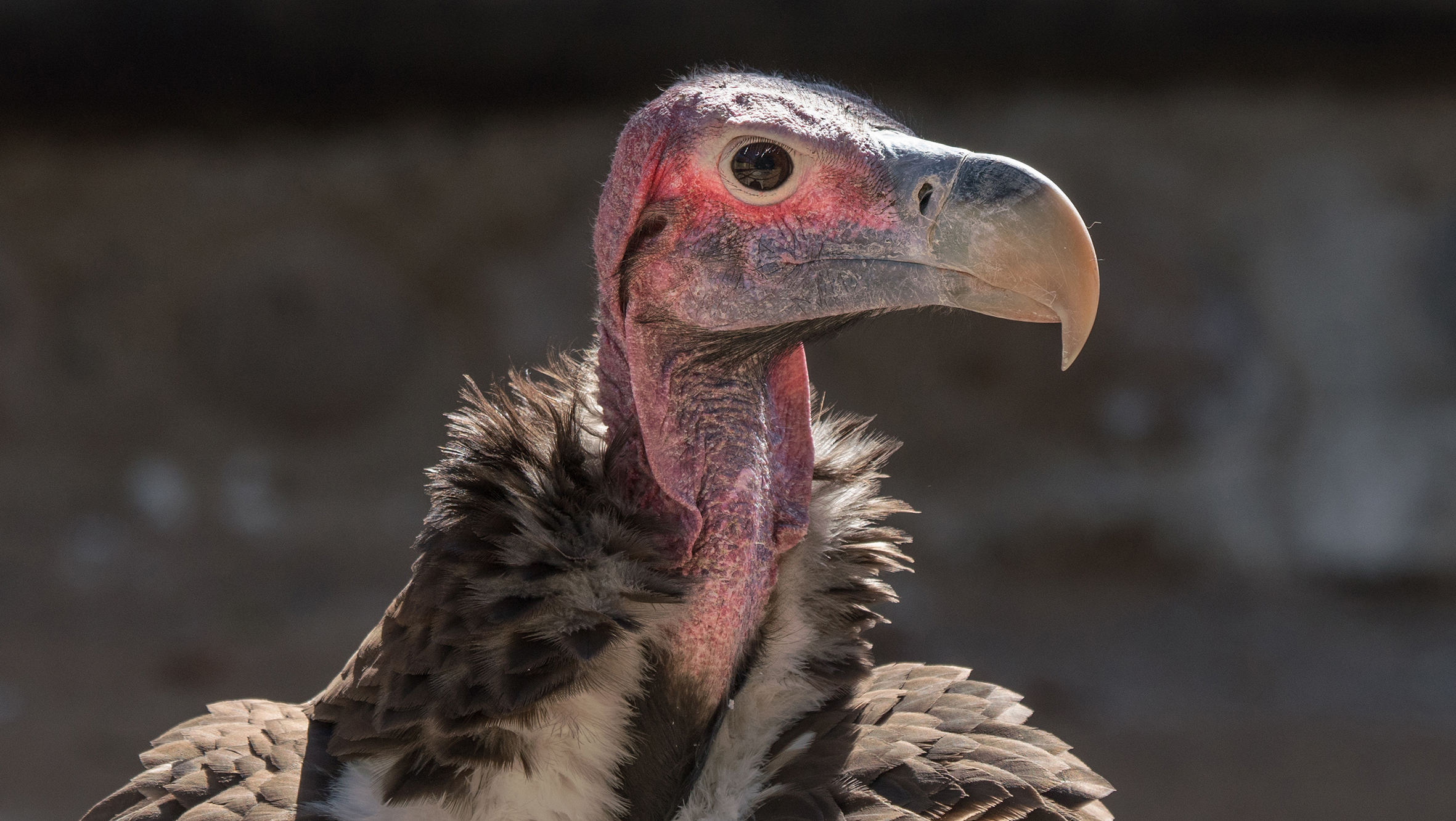 Endangered Vultures call Cango Wildlife Ranch Home Cango Wildlife Ranch