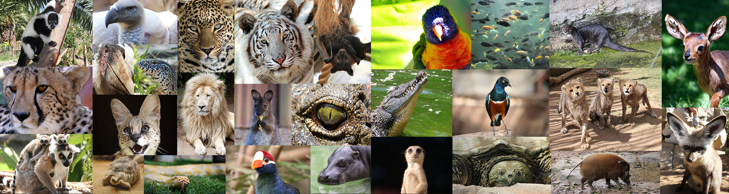 List of Species - Cango Wildlife Ranch